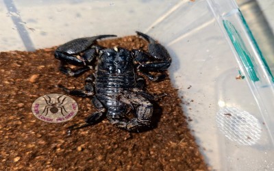 ASIAN FOREST SCORPION/ HETEROMETRUS CYANEUS - 4i